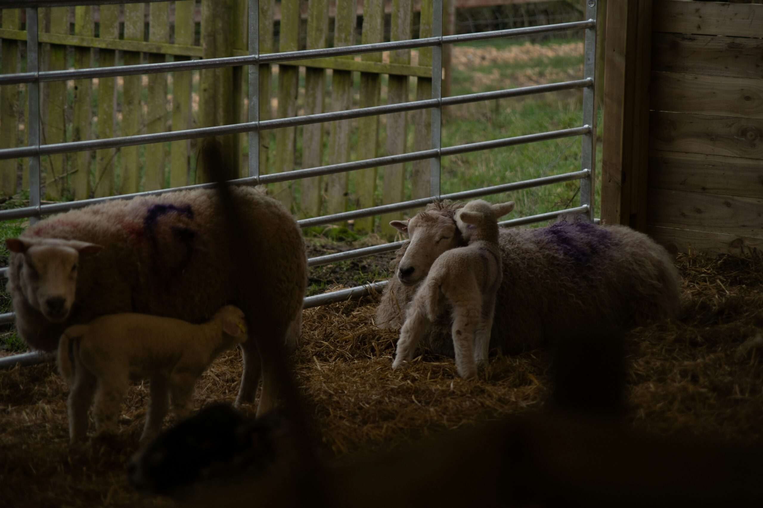 Newborn Lambs at Desborough UK