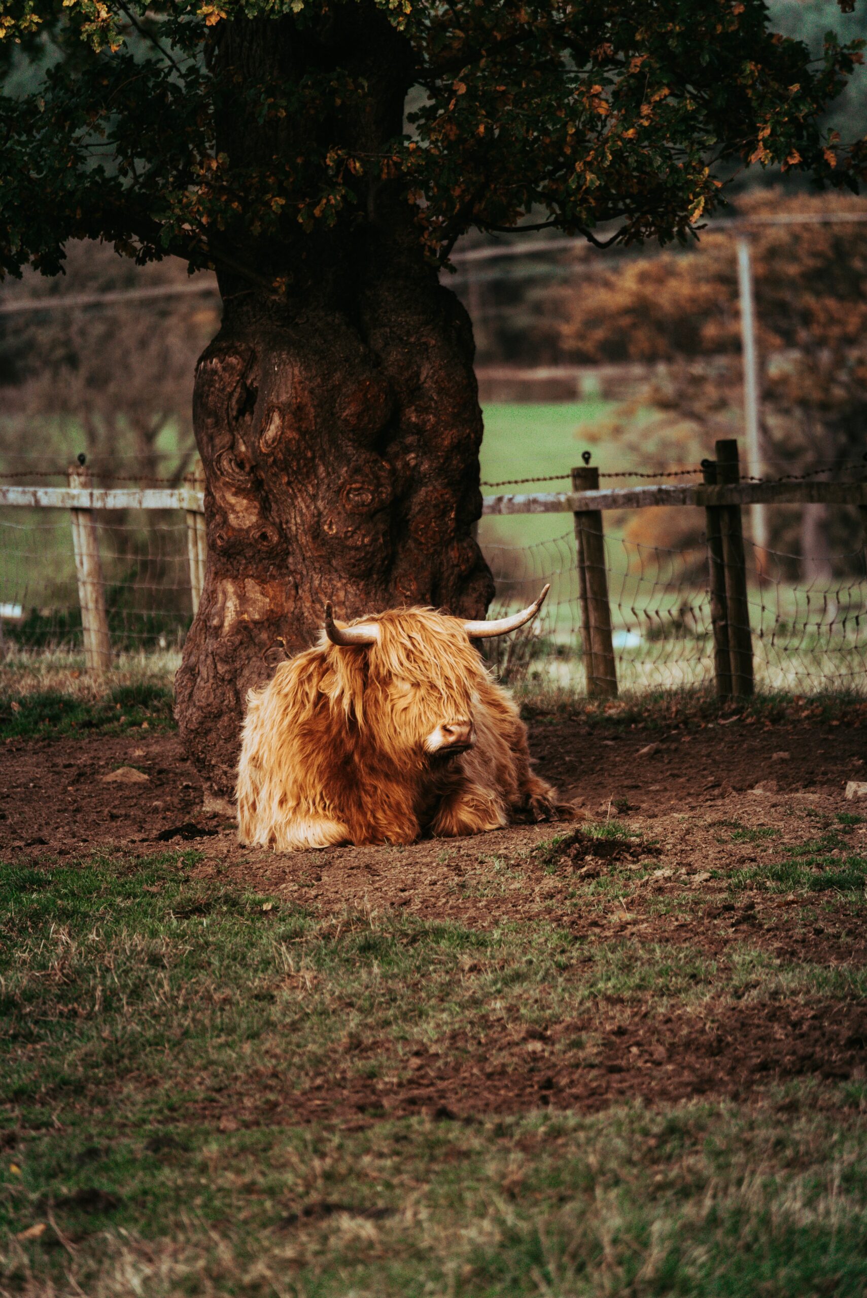 Highland cow on a farm in Barnsley