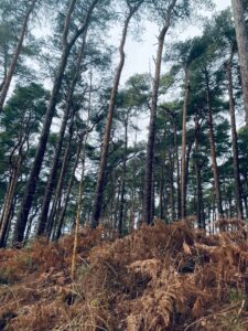 Elveden forest at Thetford, UK