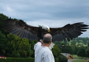 Bird of prey display at Warwick, UK