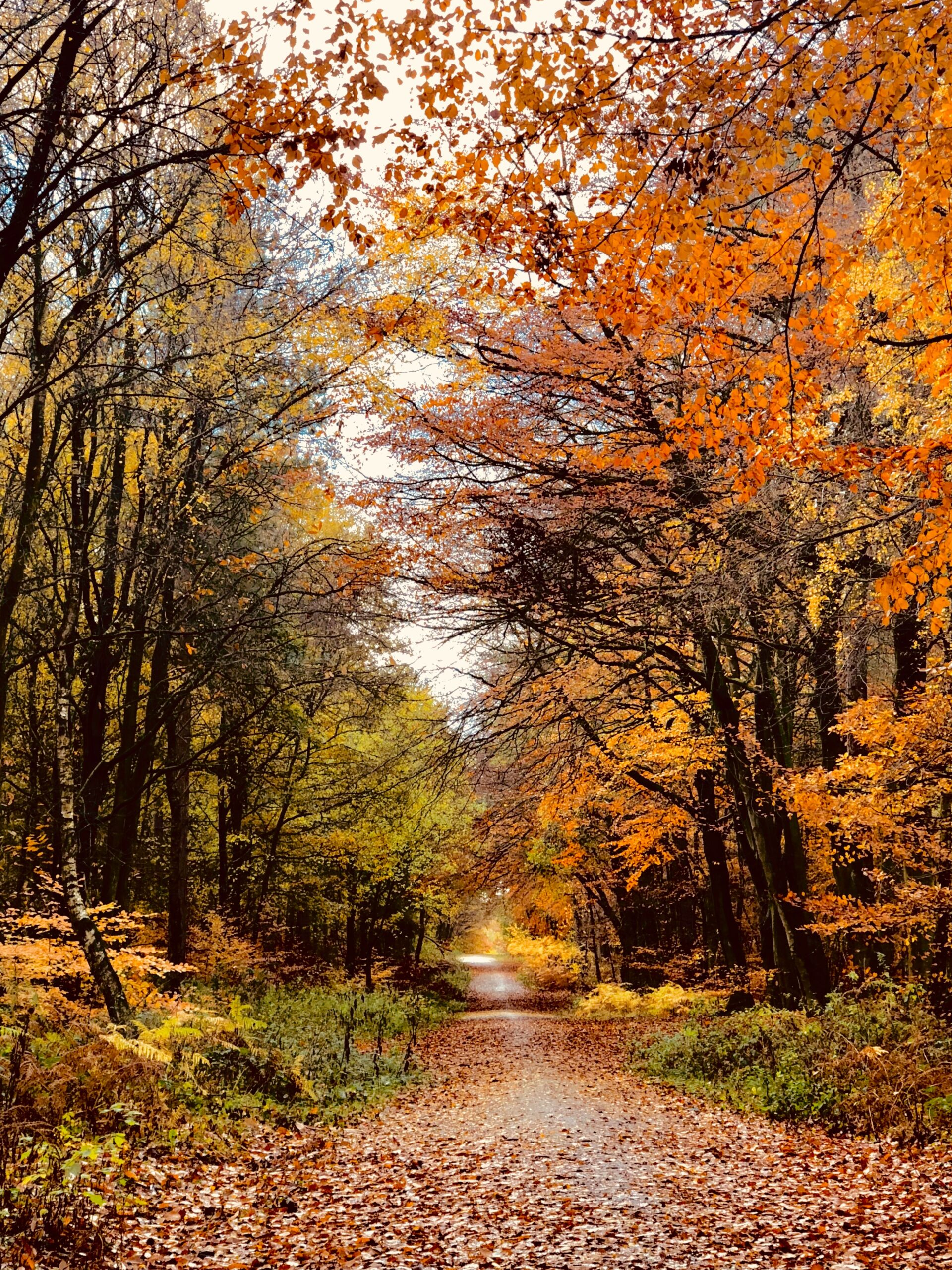 Autumnal forest at Mansfield, UK