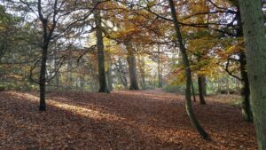 Woodland at Shefford, UK