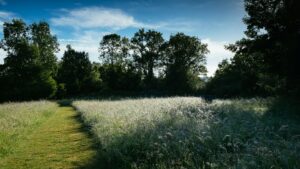 Sunny meadow at Ringwood, UK