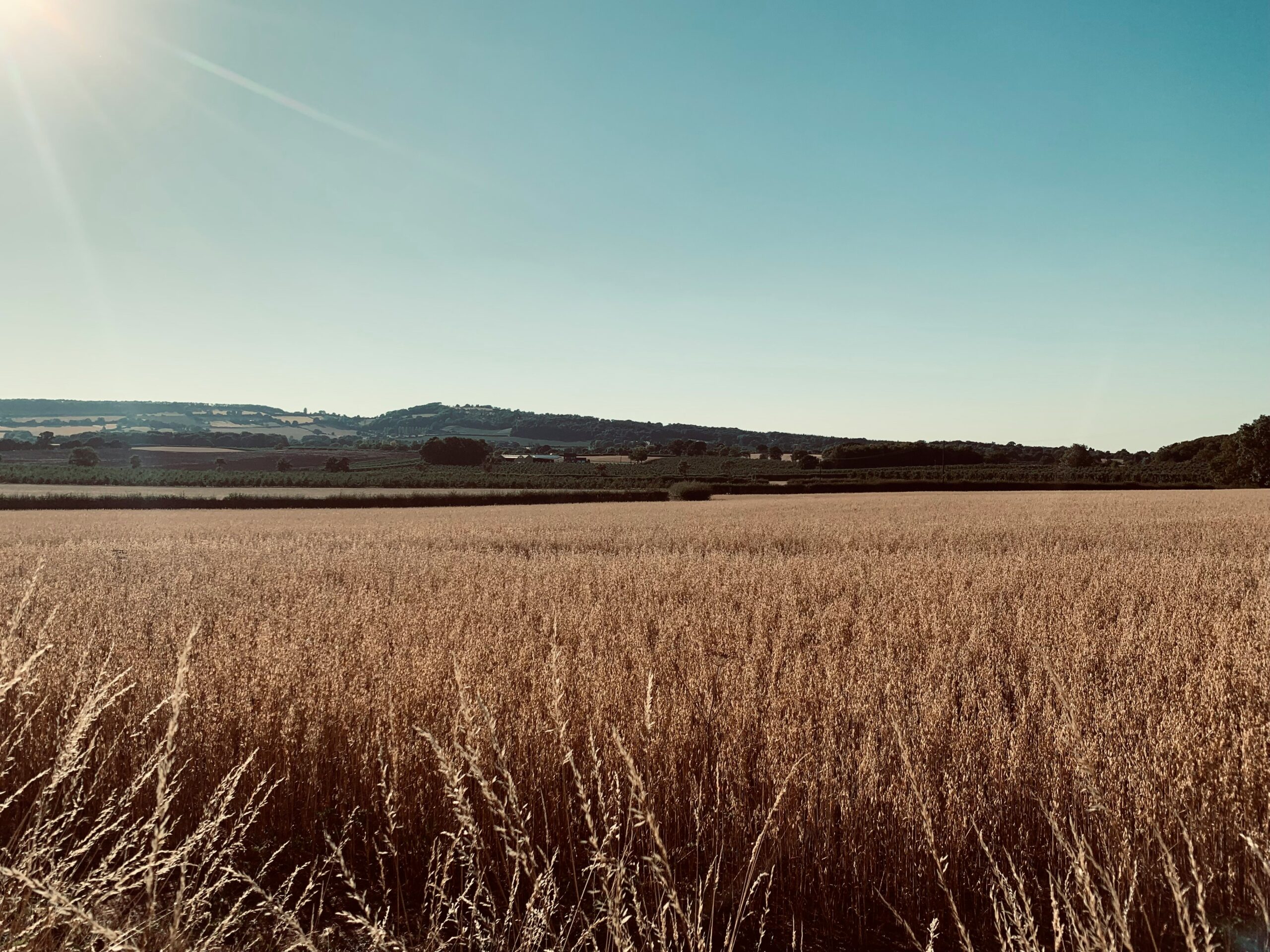 Tall grass at Ledbury, UK